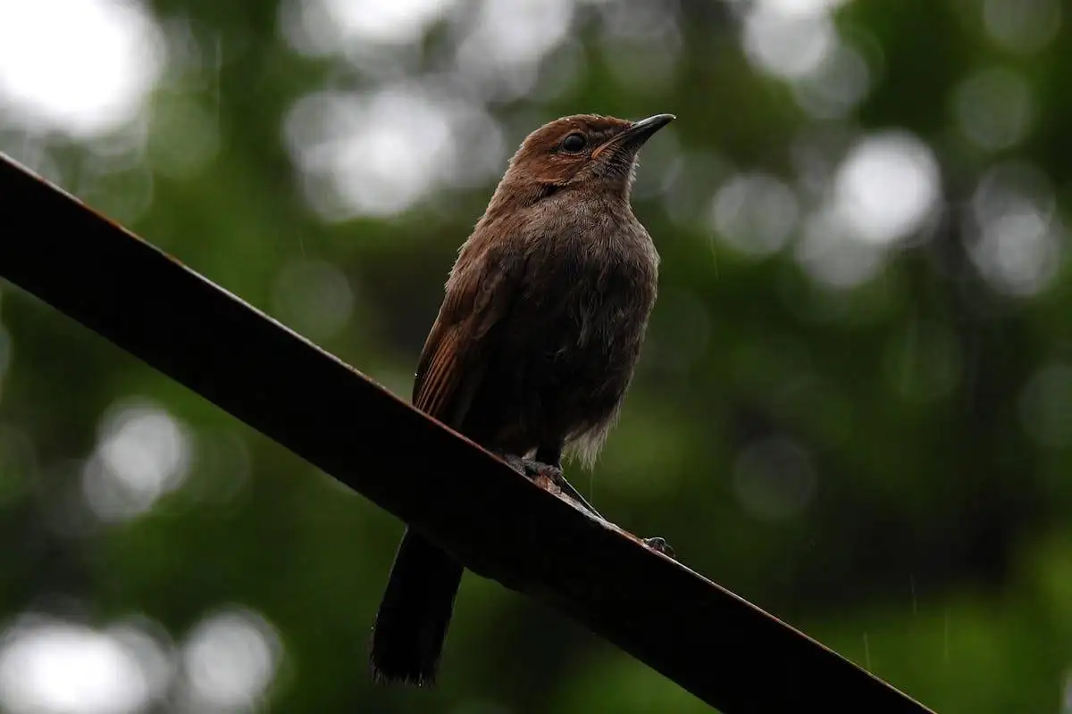 Are Albino and Leucistic Robins Bird Rare?