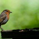 Do American Robins Mate For Life? 8 Do American Robins Mate For Life