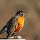 Do American robins migrate? 11 North American robinÂ