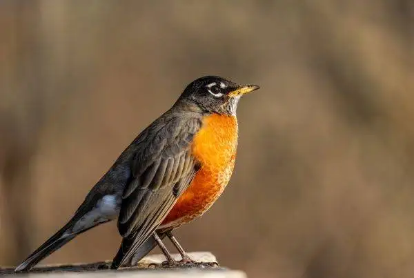 Do American robins migrate? 12 North American robinĀ