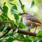 Top 10 Facts About Robins 9 TOP 10 FACTS ABOUT ROBINS