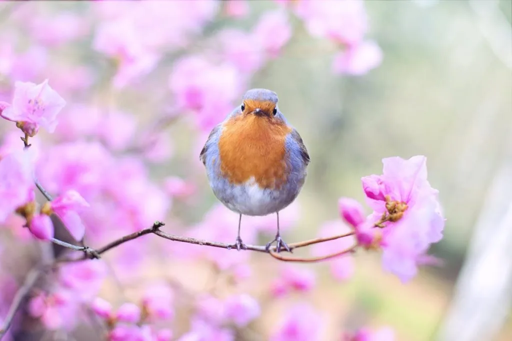Wake Up Early to Listen for a Robin Bird Song