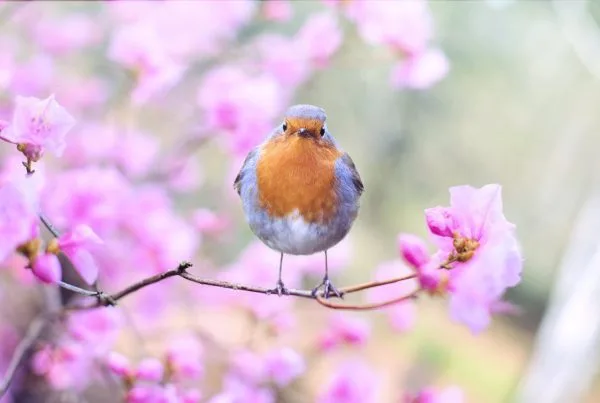 Robin Sounds in Morning- American Robin Bird Song Sound 9 Wake Up Early to Listen for a Robin Bird Song