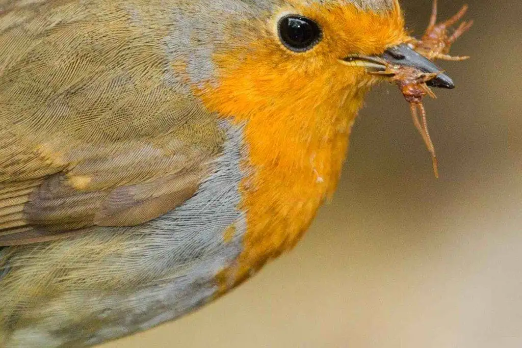 What Does an American Robin Look Like