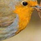 What Does an American Robin Look Like