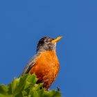 7 types of birds that look like robins but aren't 9 birds that look like robins but aren't