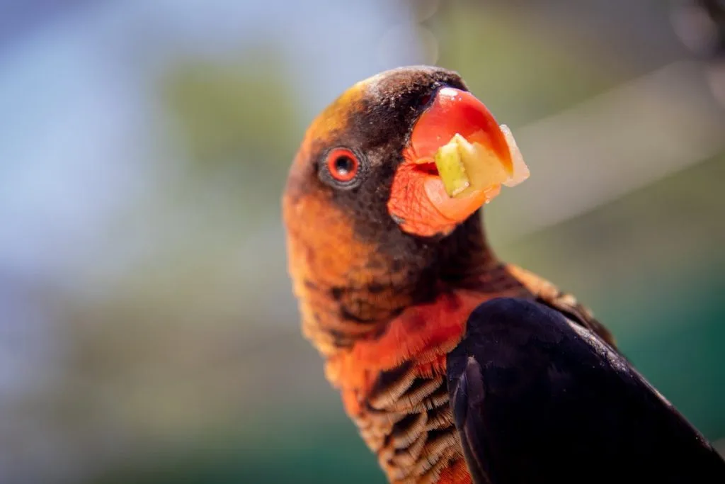 what do robins eat in the winter