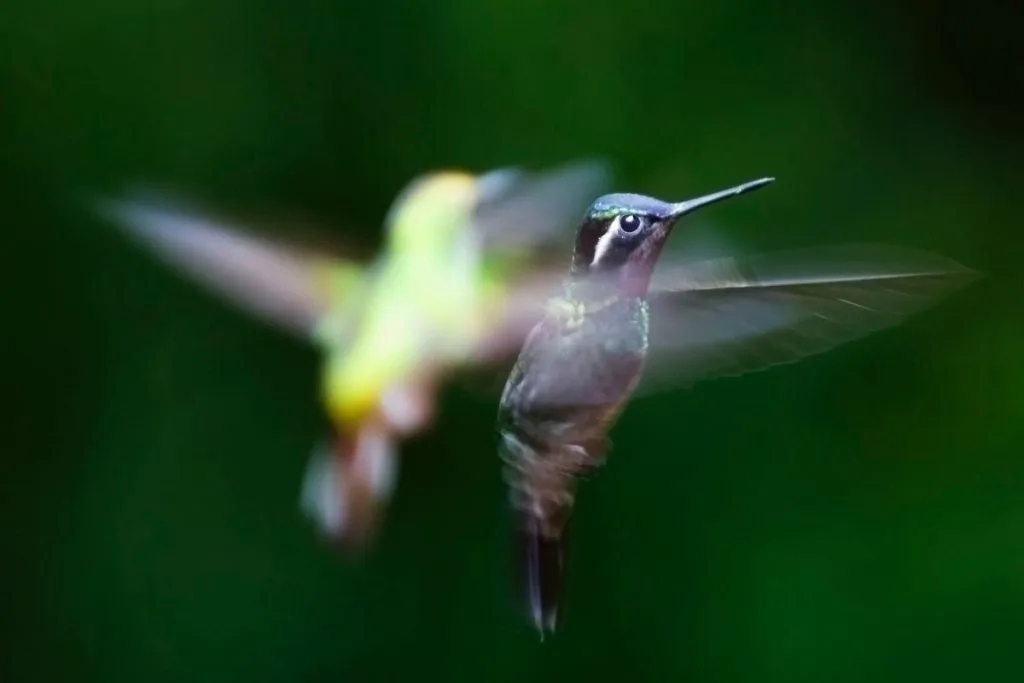 Interesting Facts about Hummingbirds