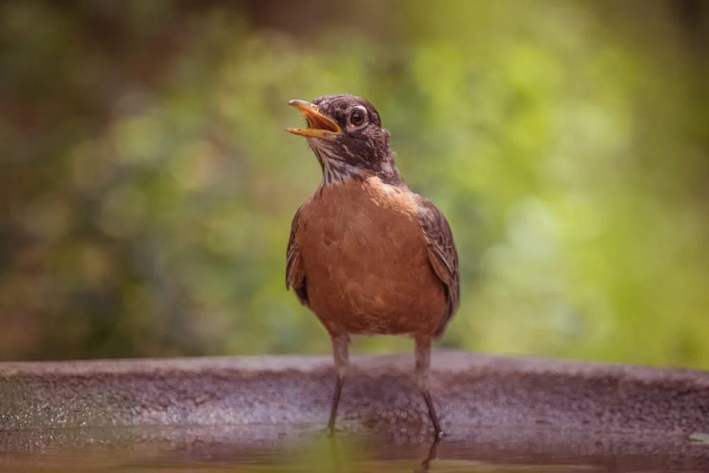 United of American Robin Symbolism
