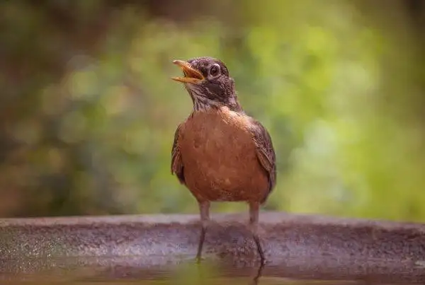 American Robin Symbolism Meaning - If You See a Robin Bird 8 United of American Robin Symbolism