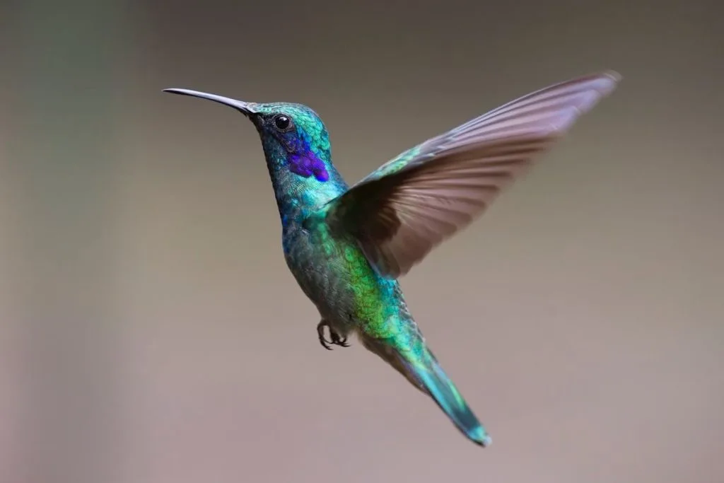 Hummingbird Description