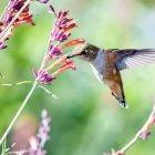How to attract Hummingbirds by Columbine Flowers? 10 Columbine Flowers attract hummingbirds