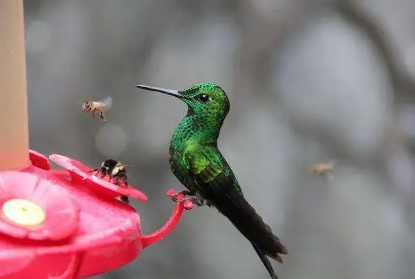 5 Natural Ways to Keep Ants Out of Hummingbird Feeders 10 ways to keep ants out of hummingbird feeders