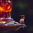 keep bees away from hummingbird feeders