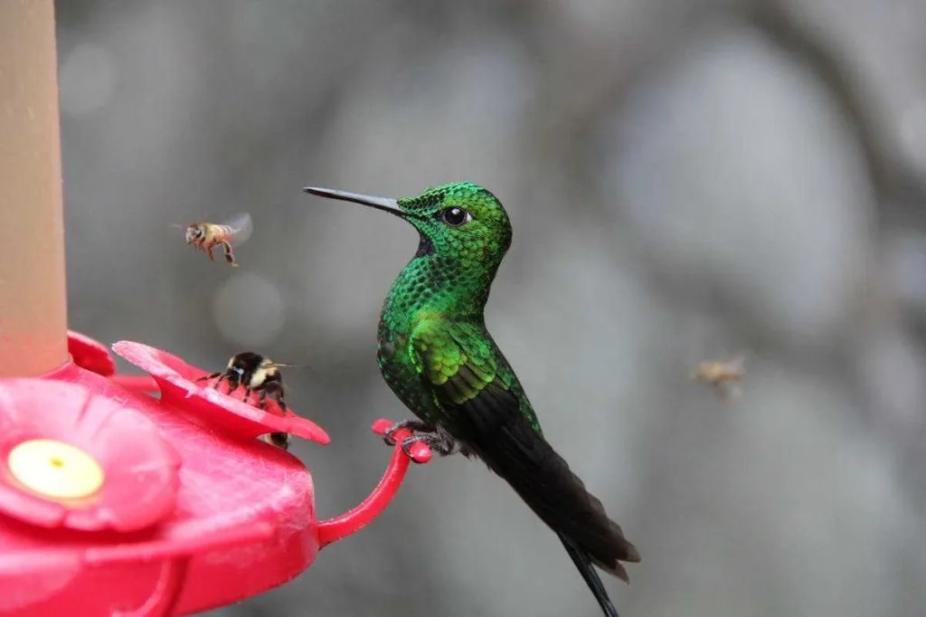 Best Recipe for Hummingbird Food Ratio