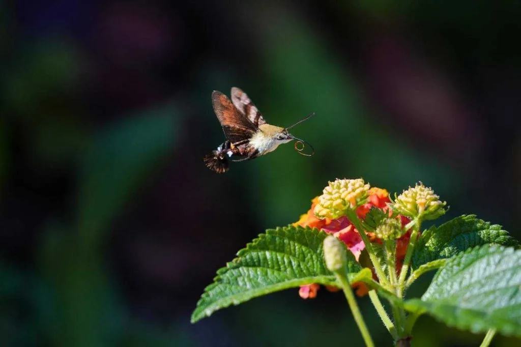 Bumblebee Hummingbird Moth