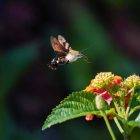 Bumblebee Hummingbird Moth in California, Colorado or Texas 12 Bumblebee Hummingbird Moth