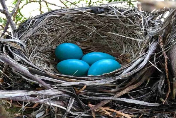 Robin Which Bird lays Blue Eggs & What Makes it Blue? Revealed 7 Robin which bird lays blue eggs