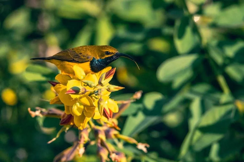 hummingbird symbolize spiritually