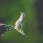 3 Easy Best Hummingbird Food Recipes