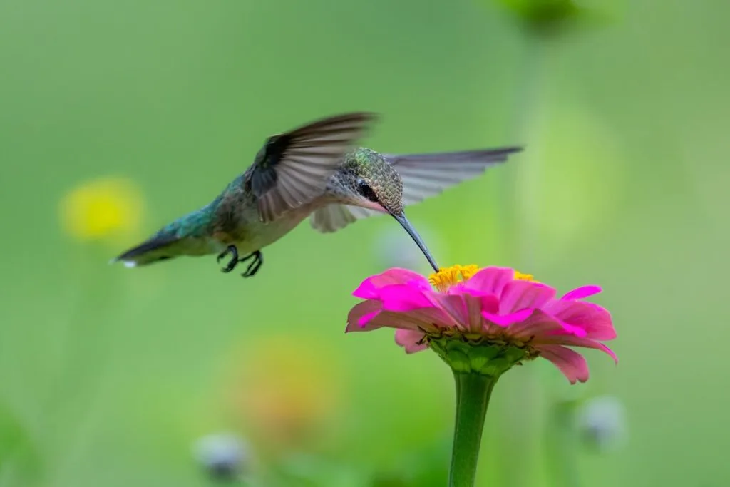 Hummingbird Nectar Feed Coagulation