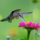 Hummingbird Nectar Feed Coagulation 12 Hummingbird Nectar Feed Coagulation