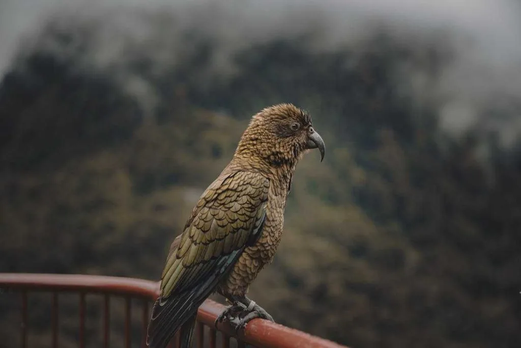 Hancock Bird Meaning and Symbolism