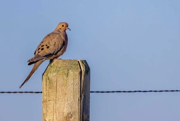 Mourning Dove Nests Look Likes in 2026 7 Mourning Dove Looking for Nest