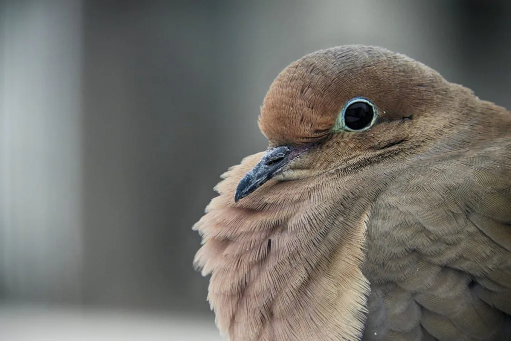 Mourning Dove Symbolism Spiritual