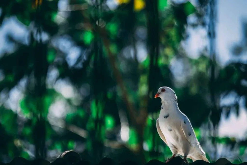 Mourning Dove Characteristics