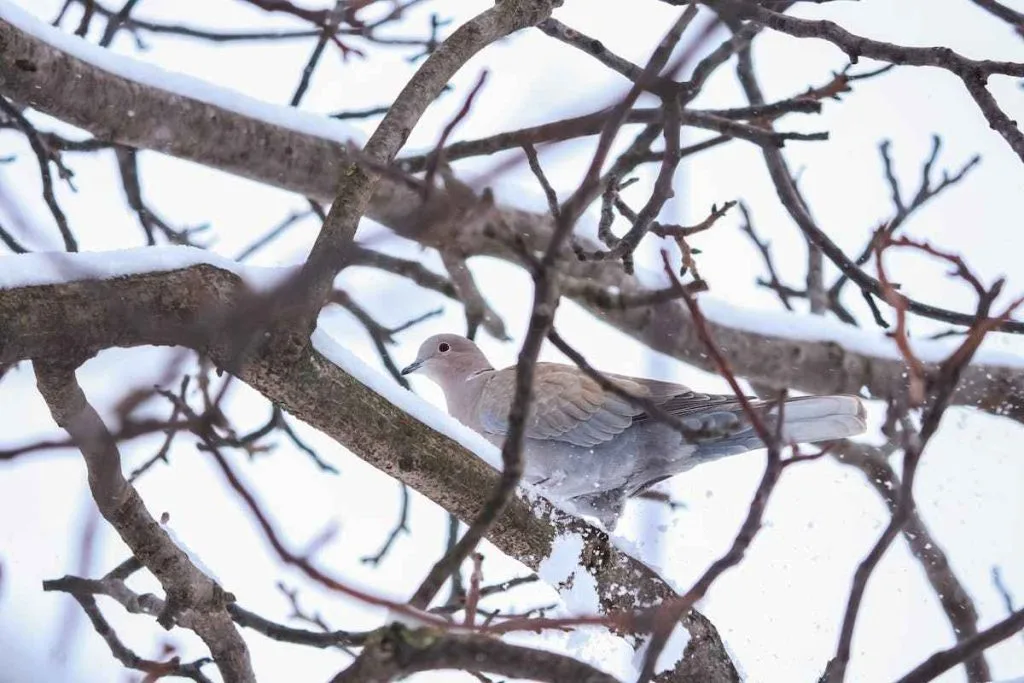 Where do mourning doves go in the winter