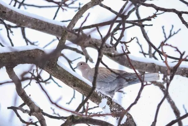 Where do Mourning Doves go in the Winter? 6 Where do mourning doves go in the winter