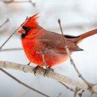 Most Popular Birds Northern Cardinal Spiritual Meaning 7 northern cardinal birds spritual