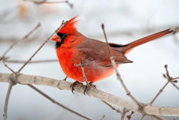 Most Popular Birds Northern Cardinal Spiritual Meaning 8 northern cardinal birds spritual