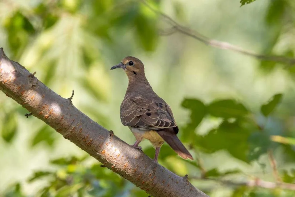 Mourning Dove Sound