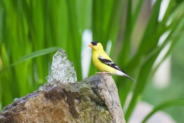 American Goldfinch Birds - Characteristics 9 American Goldfinch Birds - Characteristics