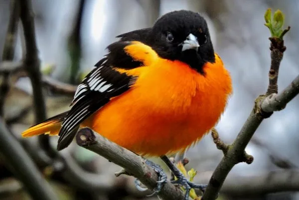 Baltimore Oriole Birds Specifications 2026 8 Baltimore Oriole Birds Specifications