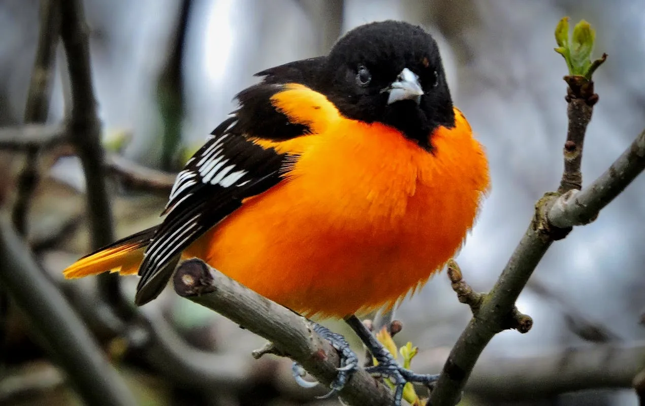Baltimore Oriole Birds Specifications 2026