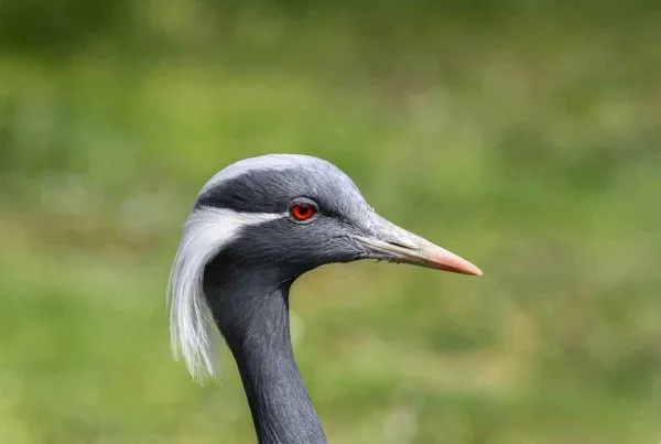 Difference between a heron vs egret? Explain 11 Difference between a heron and egret
