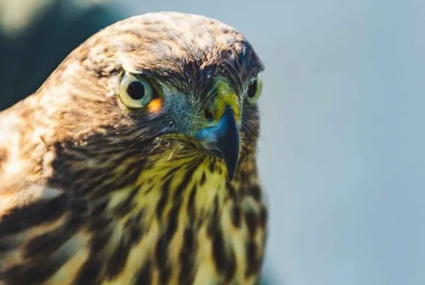 Hawks: The 5 Most Common Species, Diet and Spiritual Meaning 7 Hawk Birds Meaning and Significance Spiritual