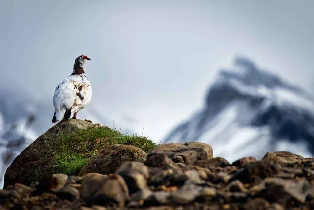 Northern Royal Albatross Birds