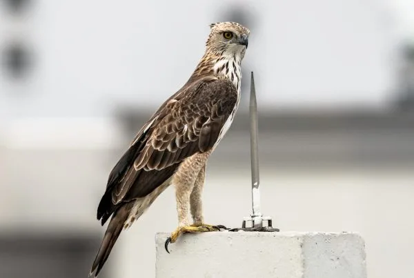 What Foods Do Hawks Eat? Explained 7 What Foods Do Hawks Eat Explained