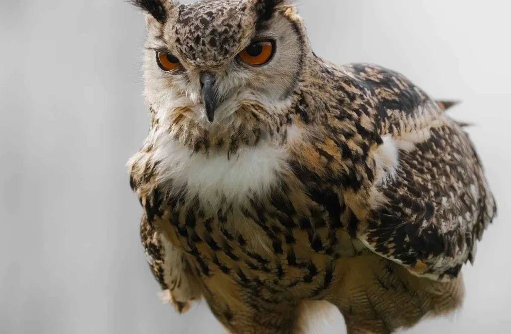 What do hawks symbolize Clarifications