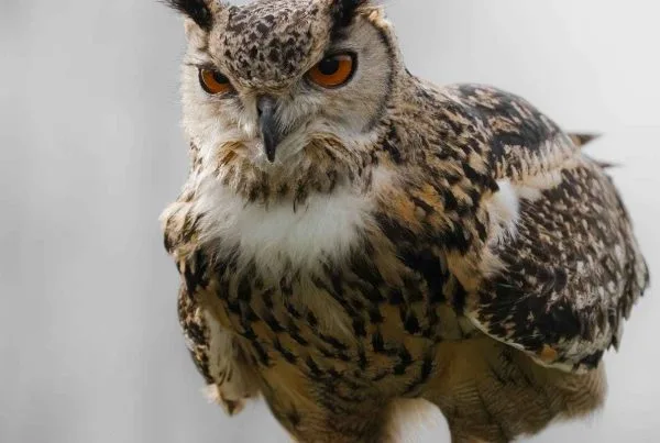 What do hawks symbolize? Clarifications 10 What do hawks symbolize Clarifications