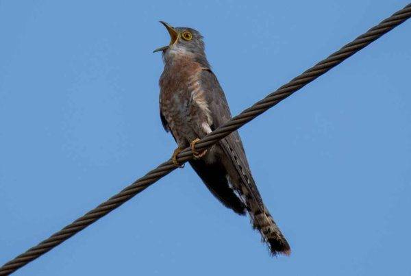What does a cuckoo bird do or live? 5 What does do or live