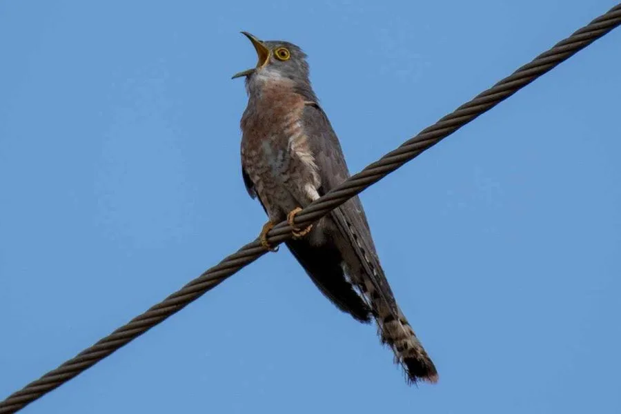 What does a cuckoo bird do or live? 8 What does do or live