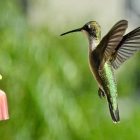 How to clean Hummingbird Feeder? Techniques 11 Clean Hummingbird Feeder