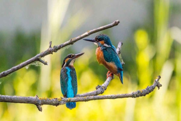 Kingfisher Birds - Characteristics