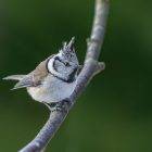 70+ Great Tit Bird Types (Paridae) 4 Great Tit Bird Types