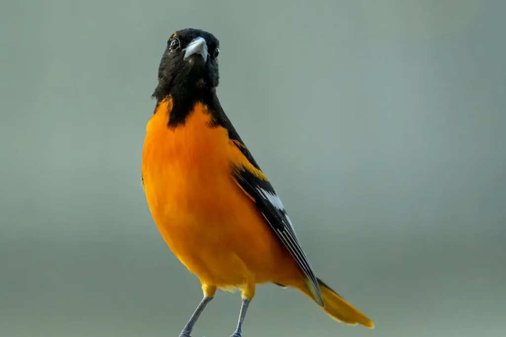 Baltimore Oriole Bird